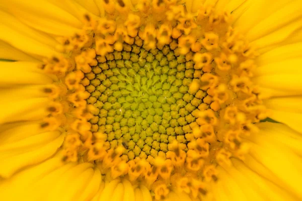 Gros plan d'une abeille sur un milieu de tournesol — Photo