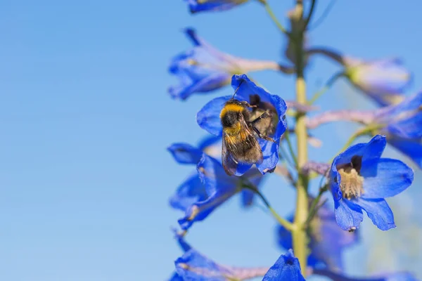 Closeup of a bumble bee on a delphinium blue sky