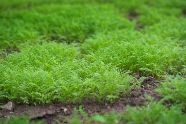 Siderat A yeşil bitkisi toprağı geliştirmek için kullanılıyor. Yakın plan. Phacelia.