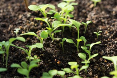 tohum, bitki, petunya, organik, doğa,