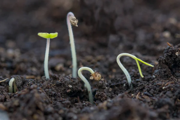 Germogli piccoli piantine di pomodoro giardinaggio — Foto Stock