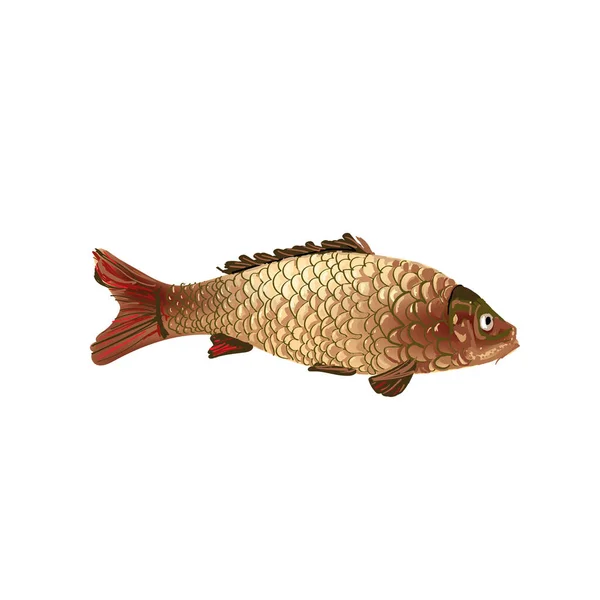 Carp Carp Fish Illustration — Stock Vector