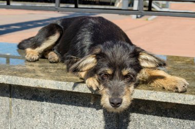 Hüzünlü sokak köpeği taş bir tabakta yatıyor..