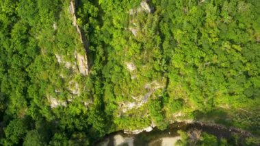 Yoğun bir ormanda bir dağ nehri akıyor..