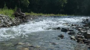Ormandaki Dağ Nehri Deresi.