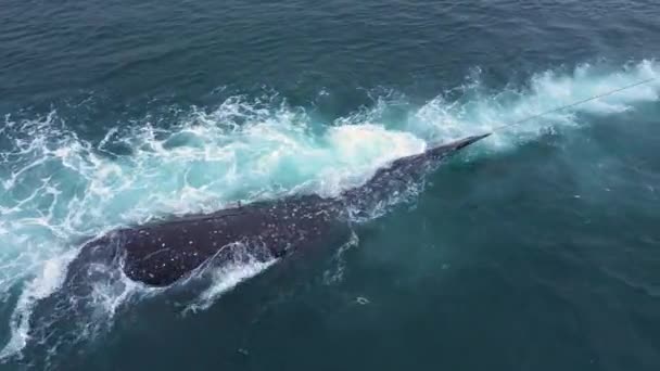 Natives Chukotka Drag Boats Killed Whale — Stock Video