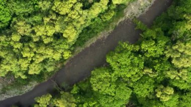 Yoğun bir ormanda bir dağ nehri akıyor..