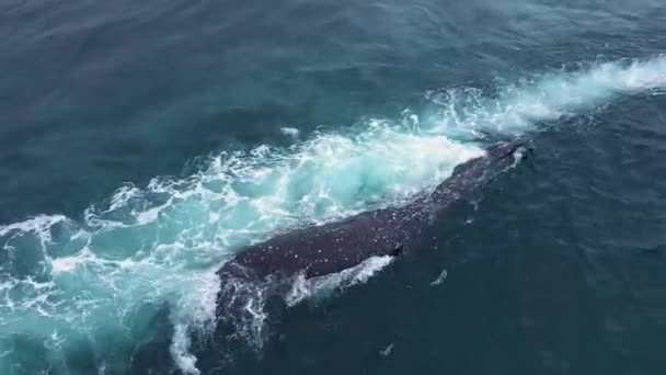 Tubylcy Chukotki Ciągną Łodzie Zabitego Wieloryba — Wideo stockowe