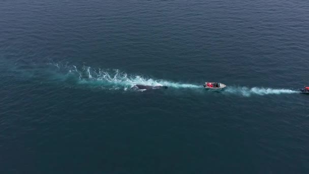 2021年10月11日 俄罗斯楚科茨基地区拉文蒂亚 楚科茨基土著人拖动被杀鲸鱼的船 — 图库视频影像