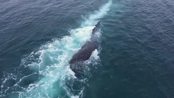 2021年10月11日 俄罗斯楚科茨基地区拉文蒂亚 楚科茨基土著人拖动被杀鲸鱼的船 — 图库视频影像
