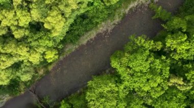 Yoğun bir ormanda bir dağ nehri akıyor..
