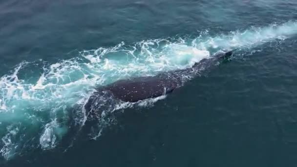 Inboorlingen Van Chukotka Slepen Boten Van Vermoorde Walvis — Stockvideo