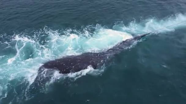 Nativos Chukotka Arrastam Barcos Baleia Morta — Vídeo de Stock