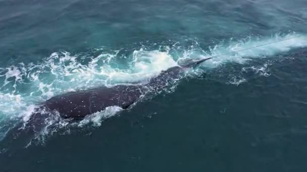 Natives Chukotka Drag Boats Killed Whale — Stock Video