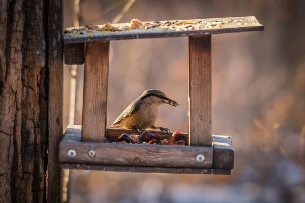 Krmení ptáků z podavače v zimě. — Stock fotografie