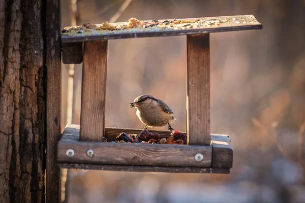 Зимой Птица Кормится Кормушки — стоковое фото