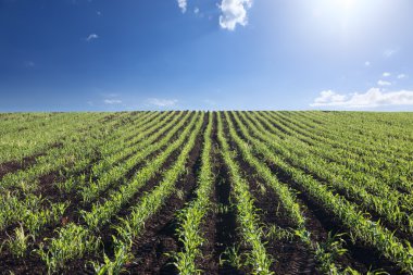 Cornfield in bright sunlight.