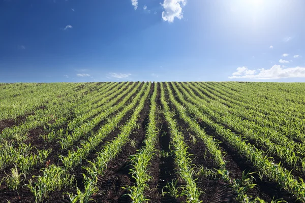 Кукурузное поле под ярким солнцем . — стоковое фото