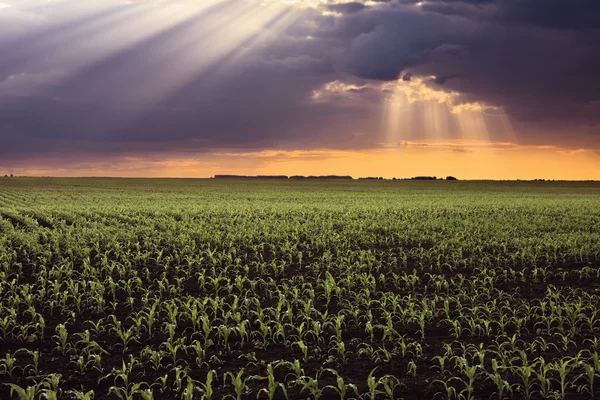 Campos de maíz y rayos de sol —  Fotos de Stock