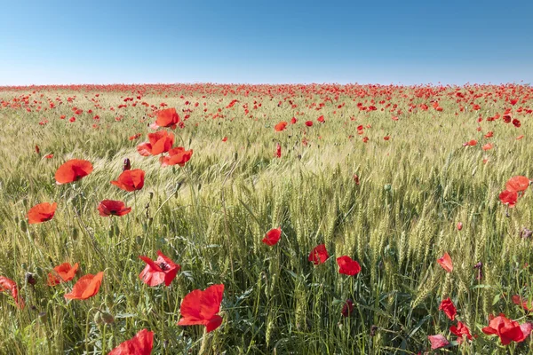 Fältet av vallmo solig dag — Stockfoto