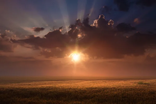 Rijzende zon boven de tarwe velden — Stockfoto