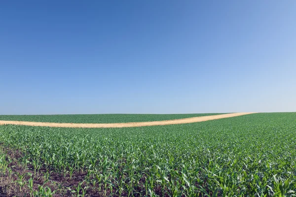 Yellow tape in the corn field. — Stock Photo, Image