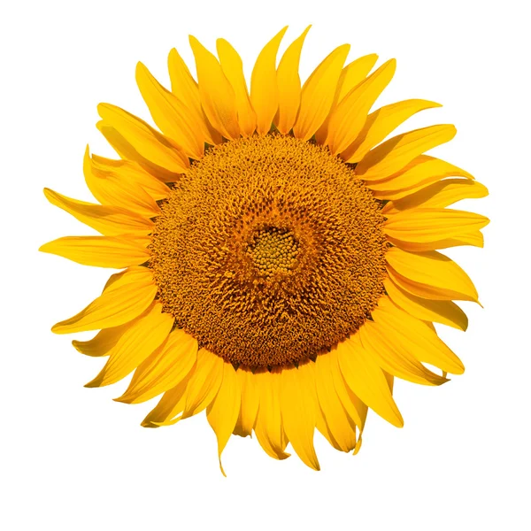 Head of sunflower isolated on white — Stock Photo, Image