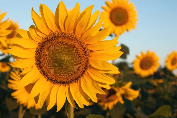 One dominant sunflower in the field of sunflowers — Stock Photo, Image