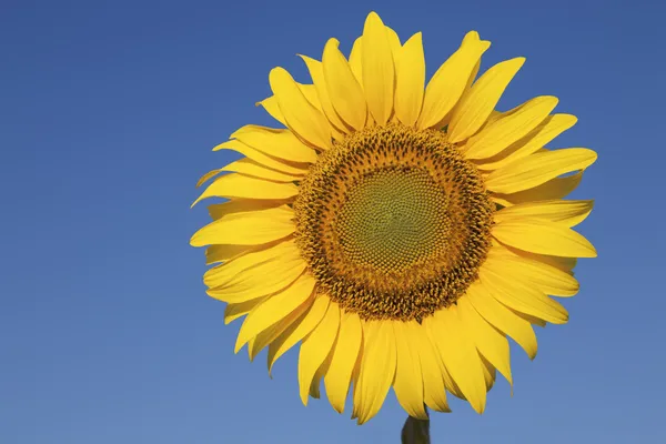 Sunflower against a crystal clear blue sky — Stock Photo, Image