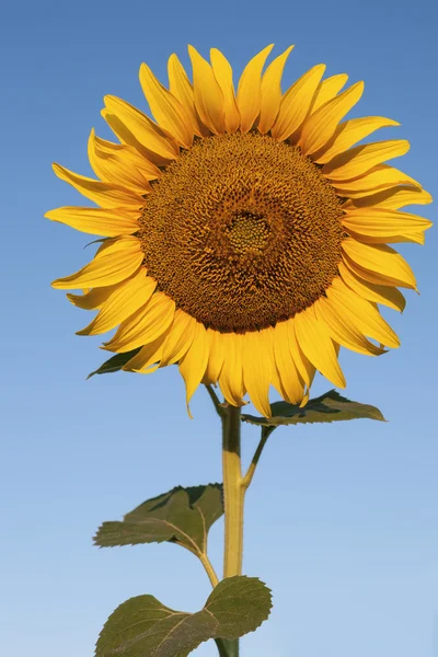 Sunflower against a crystal clear blue sky 2 — Stock Photo, Image