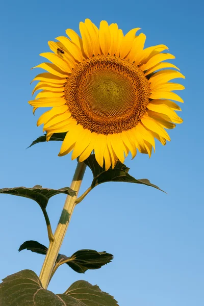 Sunflower and bee against blue sky — Stock Photo, Image