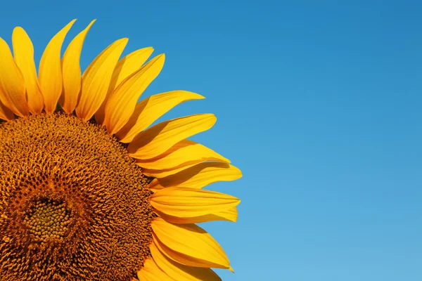 Sunflower background with blue sky — Stock Photo, Image