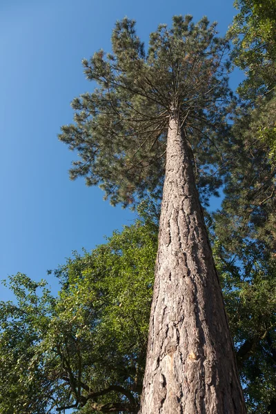 Upward view to the branches of a pine tree — Stock Photo, Image