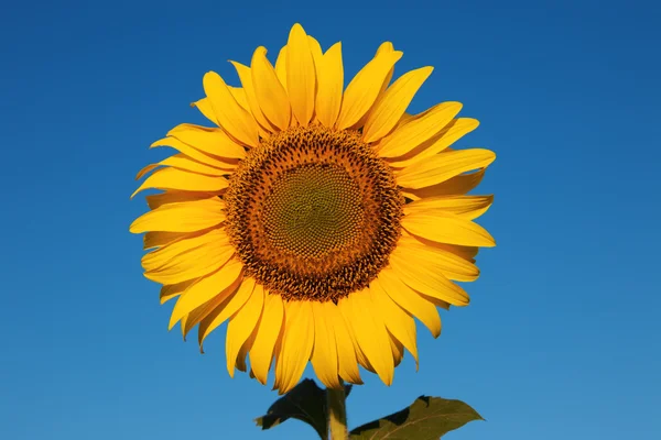 Sunflower against a crystal clear blue sky — Stock Photo, Image