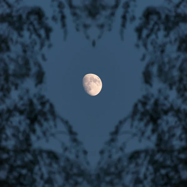 Moon and branches in the shape of heart — Stock Photo, Image