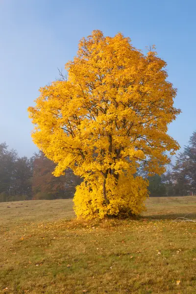 Unusual yellow tree on the hillside — Stock Photo, Image