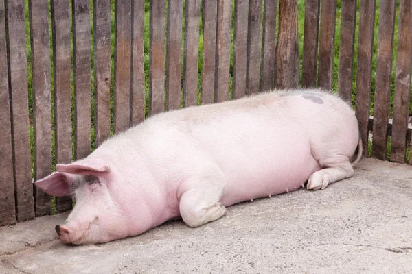 Big pink pig sleeps peacefully