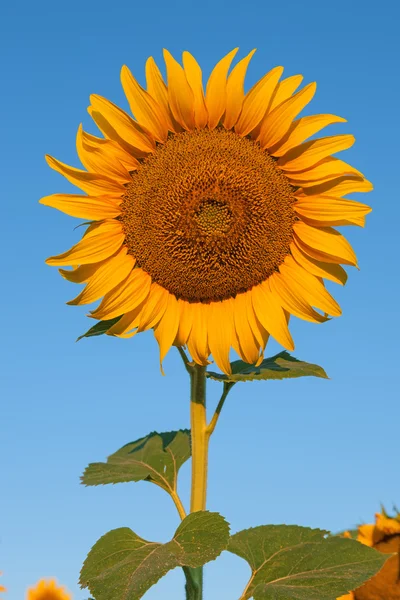 Sunflower against a cristal clear blue sky — Stock Photo, Image