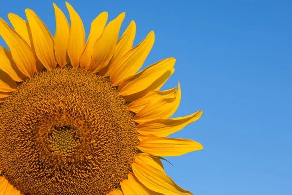 Sunflower against a blue sky — Stock Photo, Image