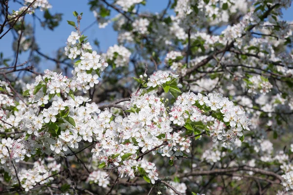 Flores blancas en ramas de manzano — Foto de Stock