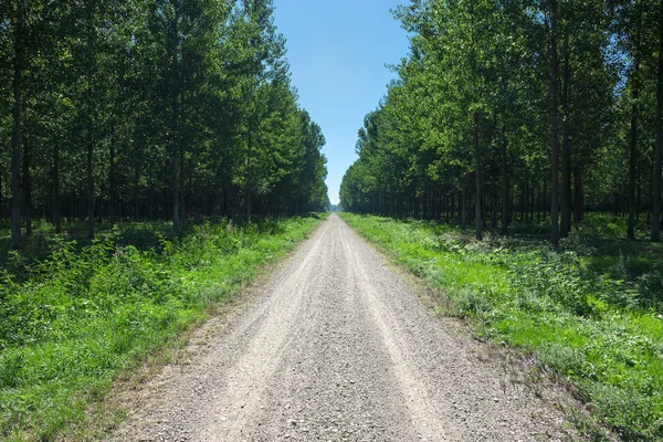 Dirigindo em uma estrada de terra vazia através da floresta — Fotografia de Stock