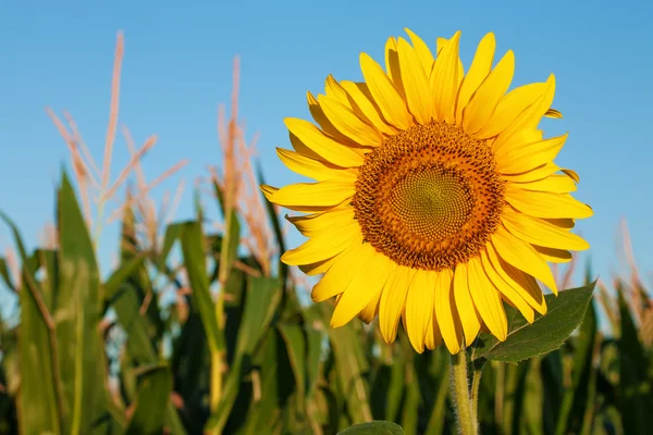 Sunflower against the blue sky and corn field — Stock Photo, Image