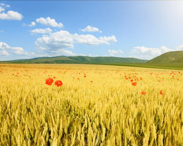 Güneşli bir gün, sonsuz haddeleme buğday alanları — Stok fotoğraf