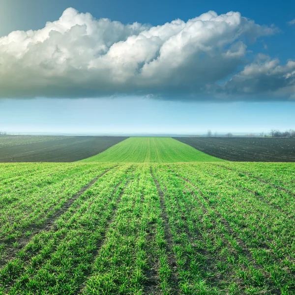 Cultivo de trigo joven en el campo contra una gran nube de tormenta —  Fotos de Stock