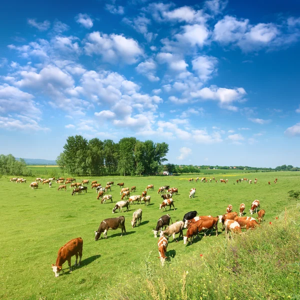Manada de vacas pastando en una mañana soleada — Foto de Stock