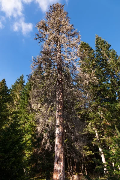 Dried fir tree in the forest — Stock Photo, Image