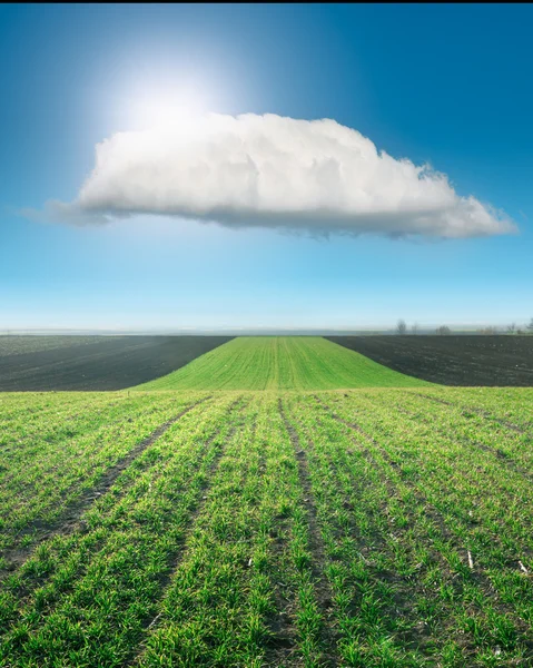 Winkte junges Weizenfeld an sonnigem Tag — Stockfoto