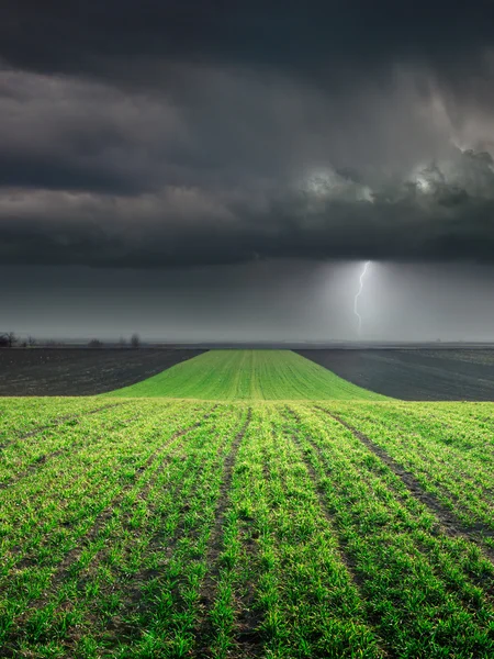 Jonge tarwe gewas in veld tegen grote storm — Stockfoto