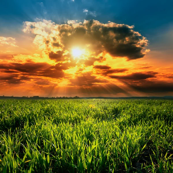 Sunset on the young wheat crop — Stock Photo, Image