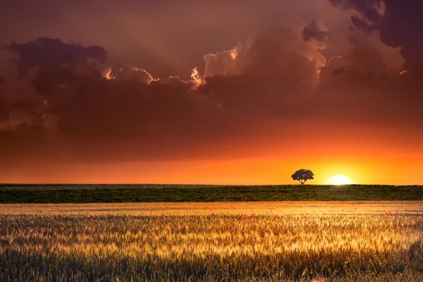 Sonnenuntergang in den landwirtschaftlichen Gebieten — Stockfoto